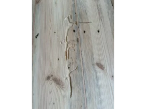 wood worm damage 2