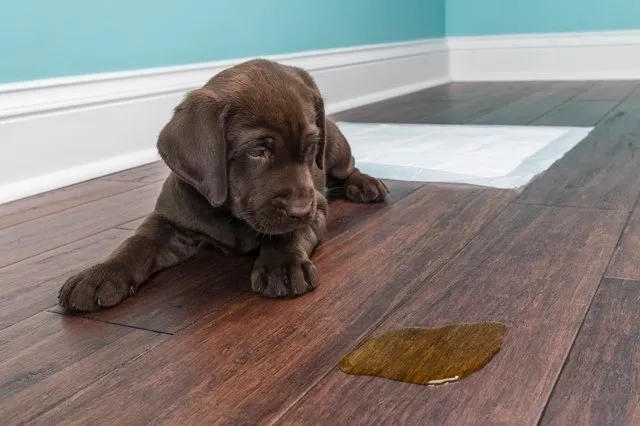 pet urine damage on wood floors